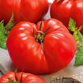 Pomodoro - Gigant - Frutti enormi, incredibilmente carnosi e dolci