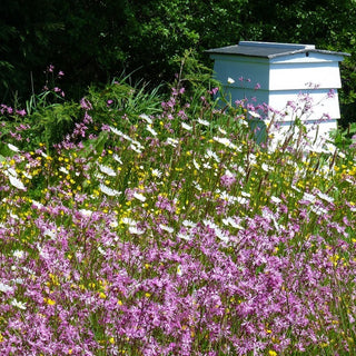 Miscuglio mellifera di piante annuali e perenni per terreni umidi - Piante mellifere per terreni umidi - Confezione Mega - 500 g