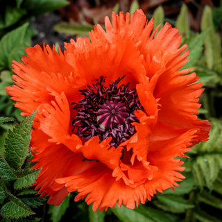 Papavero Orientale - Beauty of Livermere - Petali sfrangiati di colore rosso - Papaver orientale