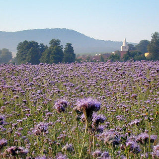 Facelia - Miglioramento del suolo senza sostanze chimiche - Phacelia tanacetifolia - Busta Grande - 500 g