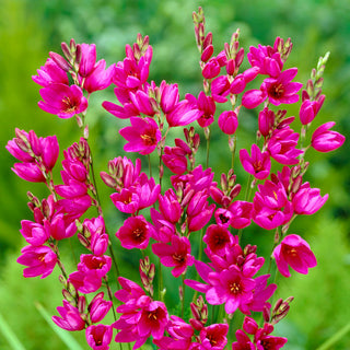 Ixia - Mabel - Dona freschezza e leggerezza al giardino - 25 bulbi