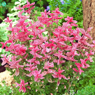 Salvia horminum - Rosa - Splendida decorazione per giardini naturalistici - Salvia horminum