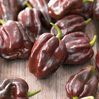 Peperoncino - Habanero Chocolate - Molto piccante, affumicato, sapore fruttato