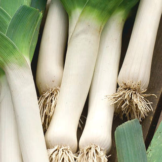 BIO Porro - De Carentan 2 - Certificato biologico, resistente al gelo e delizioso