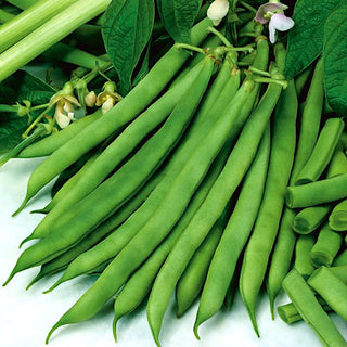 Fagiolo nano - Saxa - Varietà consigliata dagli orticoltori - Busta Grande - 500 g