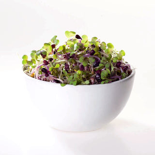 Semi per germogli - Senape nera - Deciso, antiossidante naturale - Brassica nigra