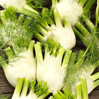 Finocchio - Doux De Florence - Finocchio aromatico - Foeniculum vulgare