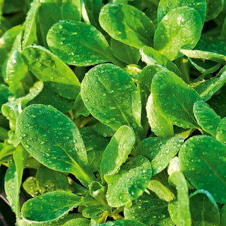 Valeriana - d'Olanda a Seme Grosso - Popolare, dal sapore di nocciola, resistente al freddo - Valerianella locusta