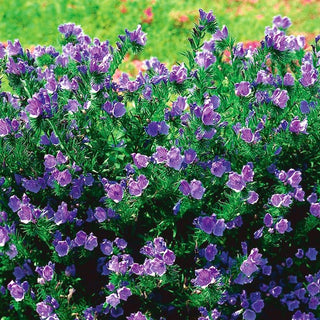 Viperina piantaginea - Miscuglio - Attrae perfettamente api e farfalle - Echium plantagineum - Busta Grande - 100 g