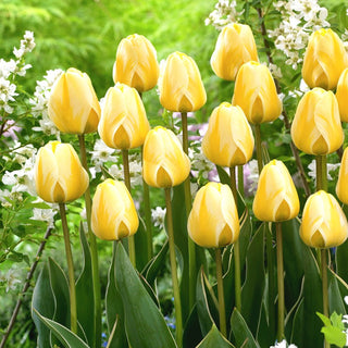 Tulipano - Cream Cocktail - Tulipa - Fascino decorativo e durata - 5 bulbi