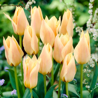 Tulipano - Für Elise - Tulipa - Petali pastello ideali per bordure - 5 bulbi