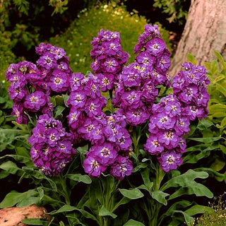 Violacciocca - Excelsior Purple Heart - Fiori perfetti per il taglio e per le aiuole - Matthiola incana