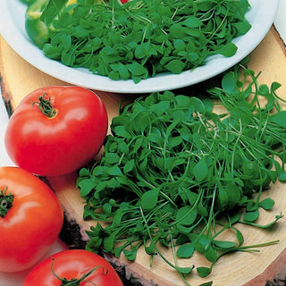 Semi per germogli - Portulaca - Sapore delicato e leggermente agrumato - Portulaca oleracea