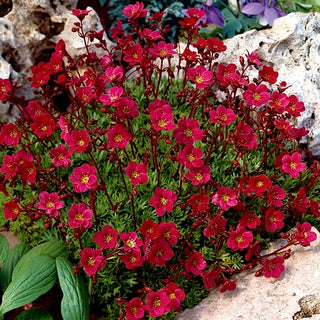 Saxifraga arendsii - Rosso - Sempreverde, perfetta per giardini rocciosi - Saxifraga arendsii