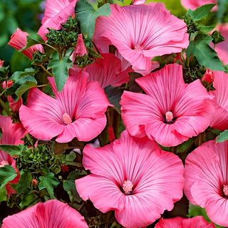 Malva Regina - Rosa - Spettacolare, compatta e facile da coltivare - Lavatera trimestris
