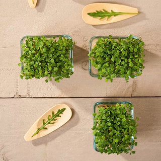 Microgreens - Ruchetta - Gusto intenso e raccolto rapido - 100 g