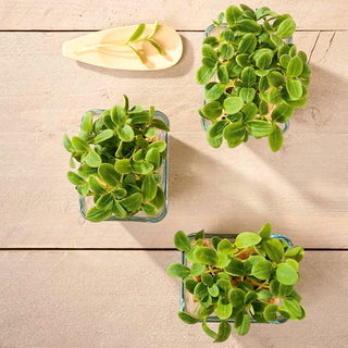 Microgreens - Girasole - Ideali per insalate e panini - Helianthus annuus - Busta Gigante - 1 kg