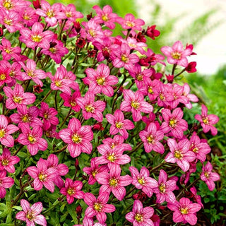 Saxifraga arendsii - Rosa - Resistente e longeva, ideale per bordure - Saxifraga arendsii