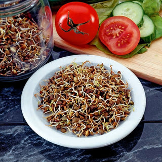 Semi per germogli - Lenticchie Marroni - Germoglia rapidamente, ideale per insalate - Lens culinaris