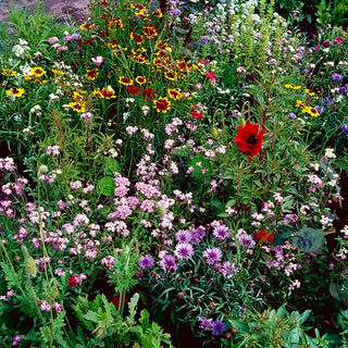 Prato fiorito Fast Flowers - miscuglio a crescita rapida - Fioritura veloce, un prato colorato in un attimo - Confezione Mega - 500 g