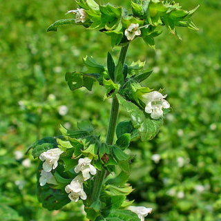 Melissa vera - Utile contro lo stress e l’insonnia - Melissa officinalis - Busta Grande - 100 g