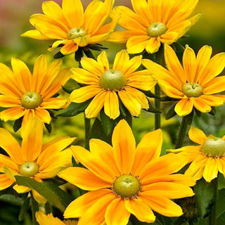 Rudbeckia - Green Eyes - Ideale per aiuole e bouquet - Rudbeckia hirta