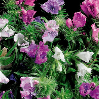 Viperina piantaginea - Eccezionale fonte di nettare, attira gli impollinatori - Echium plantagineum - Busta Grande - 100 g
