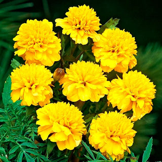 Tagete - Petite Gold - Ideale sia per le aiuole che per i vasi - Tagetes patula
