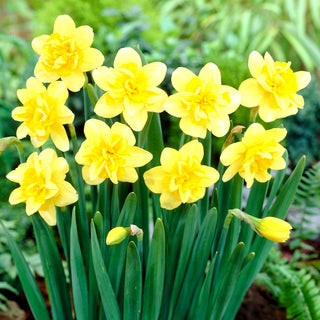 Narciso - Safina - Narcissus - Fiori variopinti, tocco solare - 5 bulbi