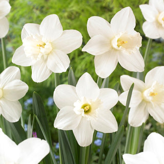 Narciso - Watch Up - Narcissus - Narciso con fiori bianchi unici - 5 bulbi