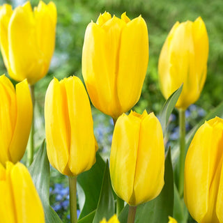 Tulipano - Candela - Tulipa - Fiorisce e ravviva il giardino - 5 bulbi