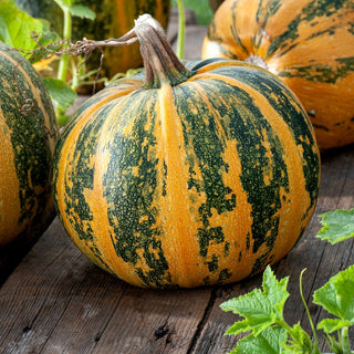 Zucca Olga - Ricca fonte di semi salutari