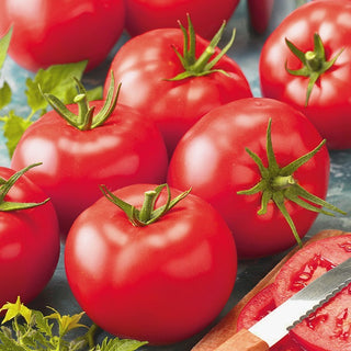 Pomodoro - Belladona F1 - Qualità professionale, precoce e di forma perfetta