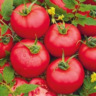 Pomodoro - Honey Moon F1 - Precoce e incredibilmente dolce, la scelta dei professionisti