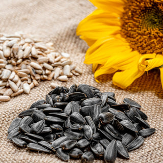 Girasole nero - Pulito e molto nutriente, un vero banchetto per gli uccelli - Helianthus annuus - Confezione Mega - 1 kg
