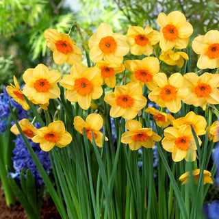 Narciso - Kedron - Narcissus - Profumo raffinato e aspetto ornamentale - 5 bulbi