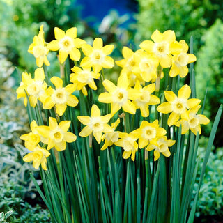 Narciso - Verdin - Narcissus - Accento primaverile fresco in giardino - 5 bulbi