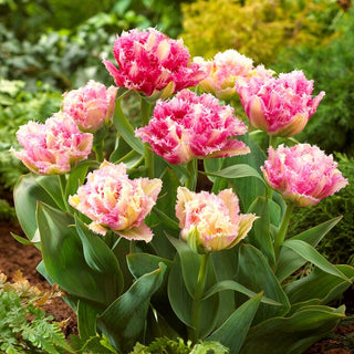 Tulipano - Cool Crystal - Tulipa - Esplosione di colori primaverili in giardino - 5 bulbi