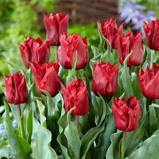 Tulipano - Robinho - Tulipa - Aspetto nobile, classico per le aiuole - 5 bulbi