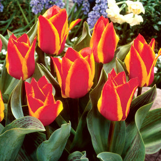 Tulipano - Engadin - Tulipa - Ottima scelta per composizioni variopinte - 5 bulbi
