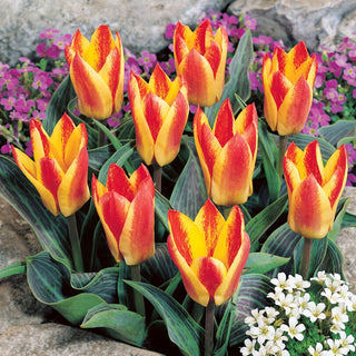 Tulipano - Golden Day - Tulipa - Mini tulipano dal carattere deciso - 5 bulbi