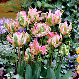 Tulipano - Green Wave - Tulipa - Esplosione primaverile in rosa e verde - 5 bulbi