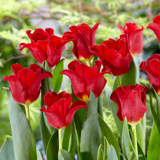 Tulipano - Red Dress - Tulipa - Silhouette slanciata e raffinata - 5 bulbi