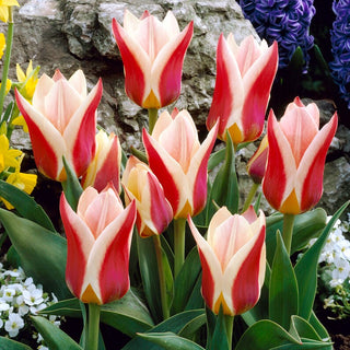 Tulipano - Rosanna - Tulipa - Ispira a creare composizioni - 5 bulbi