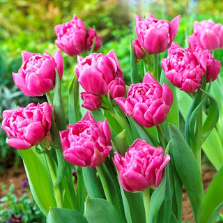 Tulipano - Dior - Tulipa - Fiori peoniformi e duraturi - 5 bulbi