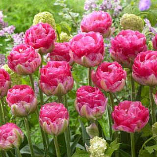 Tulipano - Pinksize - Tulipa - Ravviva le composizioni di primavera - 5 bulbi