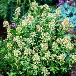 Reseda odorata - Miscuglio - Colorata dal profumo dolce e gradevole - Reseda odorata
