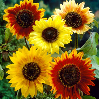Girasole Autumn Beauty - Grandi capolini dai colori caldi - Helianthus annuus - Busta Grande - 100 g