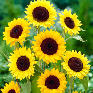 Girasole Henry Wilde - Grandi fiori dorati con centro scuro - Helianthus annuus - Busta Grande - 100 g