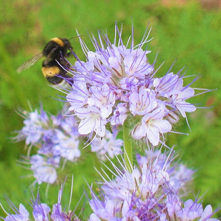 Facelia - Supporto ecologico per il suolo e le api - Phacelia tanacetifolia - 500 g